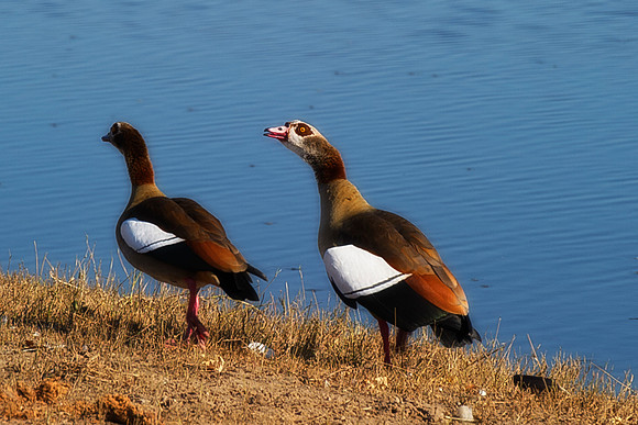 Africa, beaks, birds, branches, collars, colors, doves, ducks, flying, migration, nature, trees, waterfowl, wings, Namibia, Botswana, "South Africa", Kenya, Tanzania, Zambia, Zimbabwe, feathers, "egyp