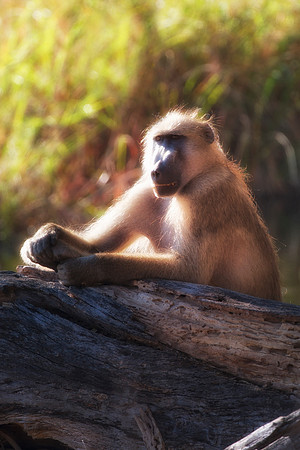 Africa, Botswana, Kenya, Namibia, Tanzania, ape, baboons, jungle, monkey, primate, safari, savanna, trees, food, ape, primate, teeth, climbing,