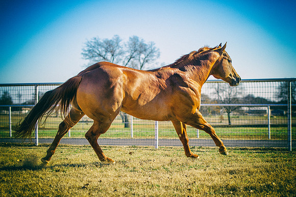 AQHA, Bertazzoni, Nikon, Texas, USA, artistic, equine, freedom, grass, horse, nature, pasture, prairie, riding, vintage, western
