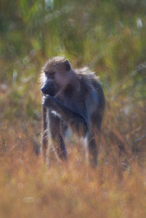 Africa, Botswana, Kenya, Namibia, Tanzania, Tarzan, Zambia, Zimbabwe, ape, baboons, grooming, jungle, monkey, primate, safari, safari, savanna, savanna, teeth, trees