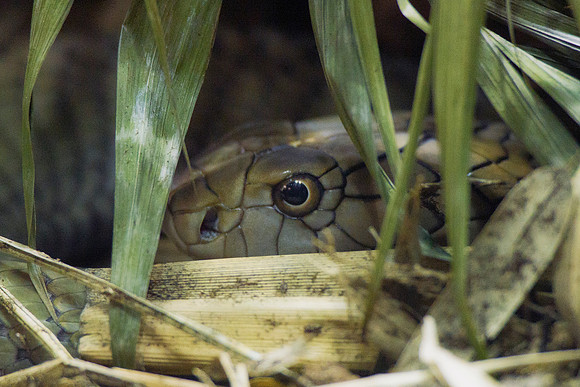snake reptile, zoo, Bertazzoni, Nikon, leather, skin, insect, jungle, garden, nature, details, colors, trees, bite, venom, poison, cobra, eye