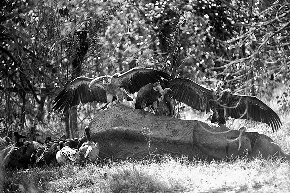 "black & white", Africa, Africa, Africa, Botswana, Botswana, Chobe, Dumbo, India, Kenya, Kenya, Mara, Masai, Moremi, Namibia, Namibia, Savuti, South, South, Tanzania, Tanzania, Zambia, Zimbabwe, black