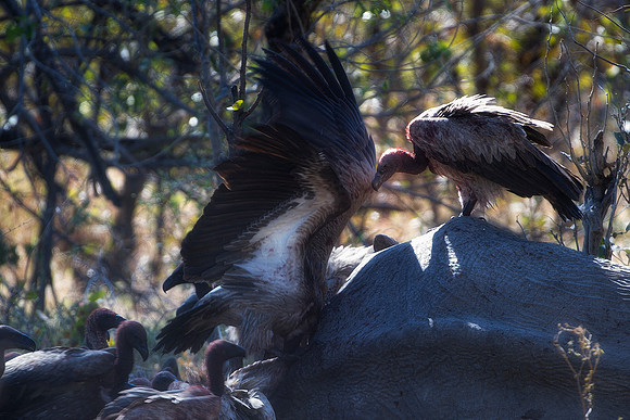 Africa, Botswana, Kenya, Malawi, Namibia, South Africa, Sunbathing, Tanzania, Zambia, Zimbabwe, beak, birds, black bird, branches, colors, details, eye, feathers, flying, lakes, nature, nature, parks,