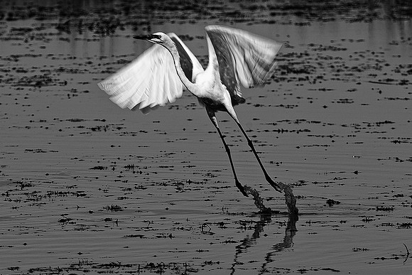 "wading bird", Africa, African, artistic, beak, bird, bird, black, black, black, claws, flying, predator, safari, "black & white", white, black, wings