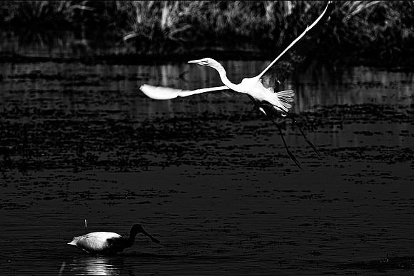 "wading bird", Africa, African, artistic, beak, bird, bird, black, black, black, claws, flying, predator, safari, "black & white", white, black, wings