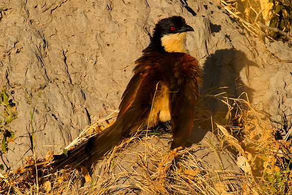Africa, African, Botswana, Namibia, "South Africa", Zambia, Zimbabwe, beak, bird, colors, eye, feathers, resting, safari, savanna, wings, "Burchell's Coucal"