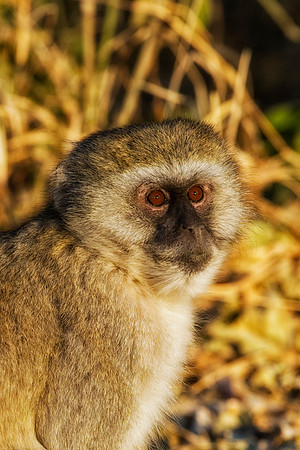 Africa, Botswana, Kenya, Namibia, South Africa, Tanzania, ape, banana, equator, fruits, jungle, monkey, primate, safari, savanna, trees, velvet, velvet monkey, zoo