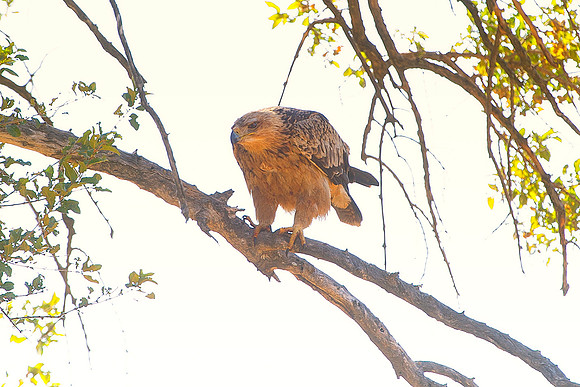 Africa, African, Botswana, Namibia, South, Zambia, Zimbabwe, beak, bird, bird, colors, eagle, eye, feathers, fishing, flying, forest, nature, outdoor, park, resting, safari, savanna, wings, zoo, tawny