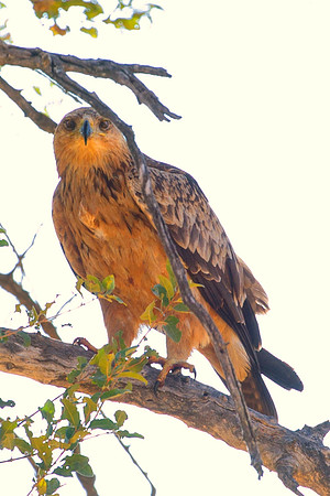 Africa, African, Botswana, Namibia, South, Zambia, Zimbabwe, beak, bird, bird, colors, eagle, eye, feathers, fishing, flying, forest, nature, outdoor, park, resting, safari, savanna, wings, zoo, "tawn
