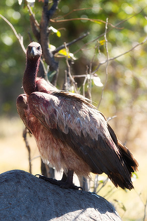 Africa, African, Botswana, Namibia, South, Zambia, Zimbabwe, beak, bird, bird, colors, eye, feathers, fishing, flying, forest, nature, outdoor, park, resting, safari, savanna, vulture, wings, zoo, "wh
