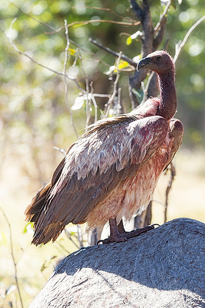 Africa, African, Botswana, Namibia, South, Zambia, Zimbabwe, beak, bird, bird, colors, eye, feathers, fishing, flying, forest, nature, outdoor, park, resting, safari, savanna, vulture, wings, zoo, "wh