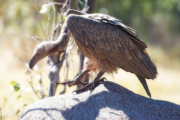 Africa, African, Botswana, Namibia, South, Zambia, Zimbabwe, beak, bird, bird, colors, eye, feathers, fishing, flying, forest, nature, outdoor, park, resting, safari, savanna, vulture, wings, zoo, "wh