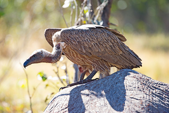Africa, African, Botswana, Namibia, South, Zambia, Zimbabwe, beak, bird, bird, colors, eye, feathers, fishing, flying, forest, nature, outdoor, park, resting, safari, savanna, vulture, wings, zoo, "wh