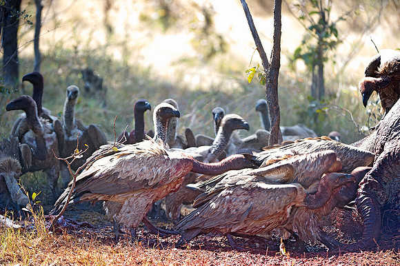 Africa, African, Botswana, Namibia, South, Zambia, Zimbabwe, beak, bird, colors, eye, feathers, fishing bird, resting, safari, savanna, wings, zoo, forest, nature, park, outdoor, flying, vulture