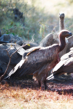 Africa, African, Botswana, Namibia, South, Zambia, Zimbabwe, beak, bird, bird, colors, eye, feathers, fishing, flying, forest, nature, outdoor, park, resting, safari, savanna, vulture, wings, zoo, "wh