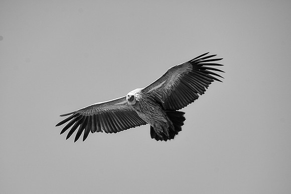 "flying vulture", "black & white", Africa, Botswana, Kenya, Tanzania, Zambia, Zimbabwe, beak, claw, collar, death, safari, savanna, scavengers, vultures, wings