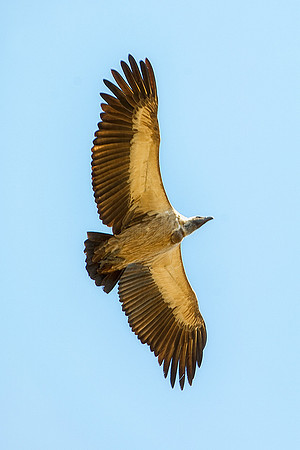 Africa, African, Botswana, Namibia, South, Zambia, Zimbabwe, beak, bird, colors, eye, feathers, fishing bird, resting, safari, savanna, wings, zoo, forest, nature, park, outdoor, flying, vulture