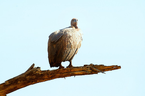 Africa, African, Botswana, Namibia, South, Zambia, Zimbabwe, beak, bird, colors, eye, feathers, fishing bird, resting, safari, savanna, wings, zoo, forest, nature, park, outdoor, flying, vulture