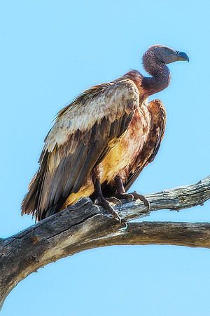 Africa, African, Botswana, Namibia, South, Zambia, Zimbabwe, beak, bird, bird, colors, eye, feathers, fishing, flying, forest, nature, outdoor, park, resting, safari, savanna, vulture, wings, zoo, "wh