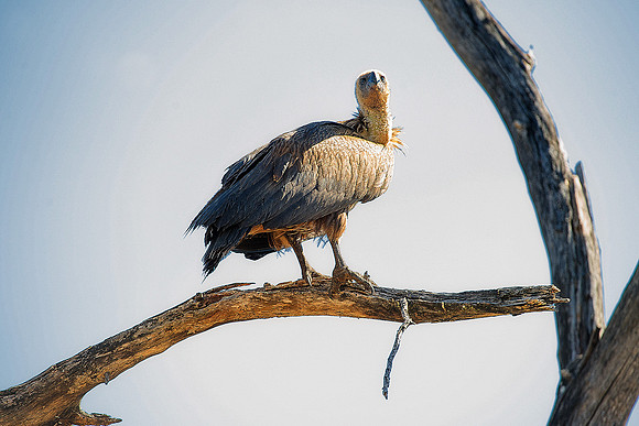 Africa, African, Botswana, Namibia, South, Zambia, Zimbabwe, beak, bird, bird, colors, eye, feathers, fishing, flying, forest, nature, outdoor, park, resting, safari, savanna, vulture, wings, zoo, "wh