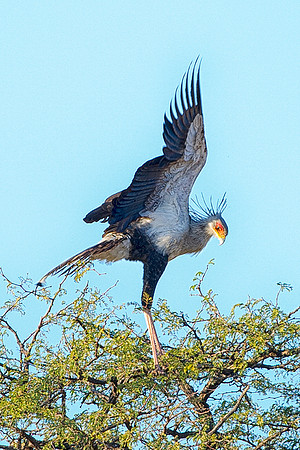 secretarybird, Africa, Botswana, Namibia, Zambia, Zimbabwe, "South Africa", Kalahari, Savuti, savanna, grassland, safari, exotic, parade, wings, beak, feathers, colors, parade, tree, flying, legs, cla