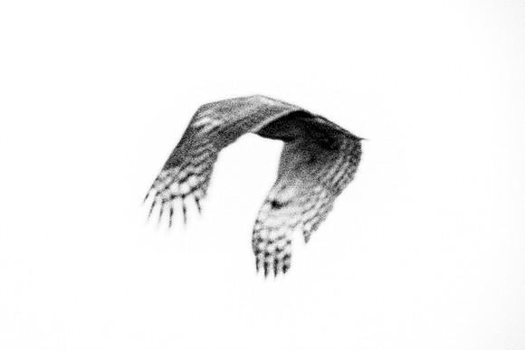 Africa, Africa, Botswana, Kenya, Namibia, Savuti, South, Tanzania, Zambia, Zimbabwe, beak, "black & white", claw, collar, death, owl, safari, savanna, scavengers, vulture, vultures, wings
