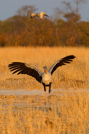 secretarybird, Africa, Botswana, Namibia, Zambia, Zimbabwe, "South Africa", Kalahari, Savuti, savanna, grassland, safari, exotic, parade, wings, beak, feathers, colors, parade, tree, flying, legs, cla
