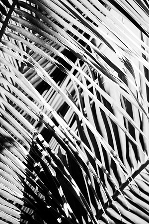 Branch, "black & white", details, tree, forest, "rain forest", bark, shade, light, palm,leaf structure