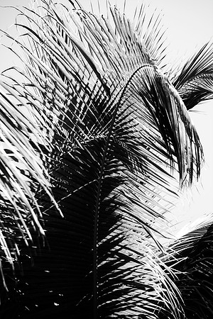 palm, leaf, "black & white", artistic, tree, jungle, ocean, sea, structure, details, shades,