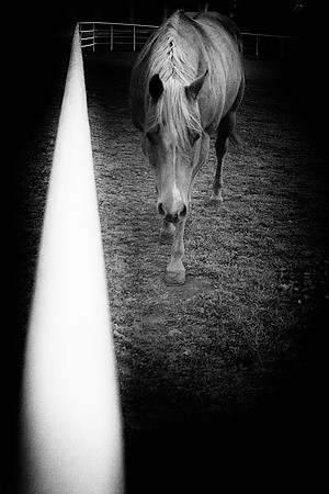 horse, fence, pasture, artistic, Quarter, paint, appaloosa, "black & white, "far west", "cow boy", scenic, nature, equine