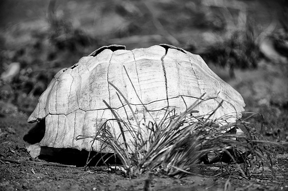 "tortoise shell", "back & white", exotic, deaths, details, structure, nature, outdoor, artistic