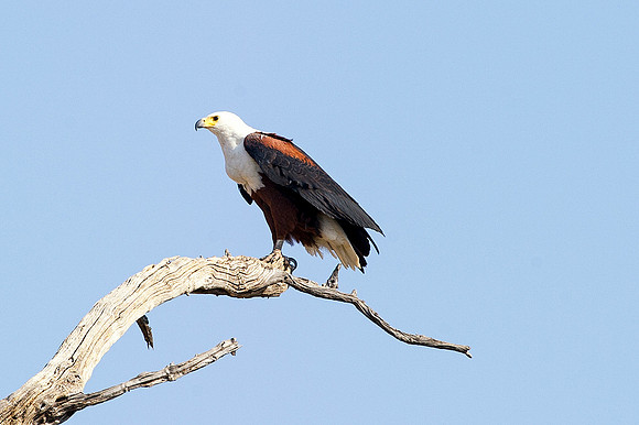 Africa, Botswana, Namibia, South Africa, Zambia, Zimbabwe, attack, beak, claws, feathers, fish, fishing, fishing eagle, hunting, lake, pond, predator, prey, river, swamp, feathers, wings, colors