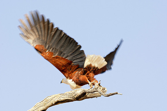 Africa, Botswana, Namibia, South Africa, Zambia, Zimbabwe, attack, beak, claws, feathers, fish, fishing, fishing eagle, hunting, lake, pond, predator, prey, river, swamp, feathers, wings, colors, tree