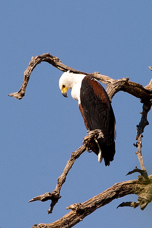 Africa, Botswana, Namibia, South Africa, Zambia, Zimbabwe, attack, beak, claws, feathers, fish, fishing, fishing eagle, hunting, lake, pond, predator, prey, river, swamp, feathers, wings, colors, tree