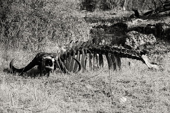 "black & white", "death buffalo", death, bones, skulls, scavengers, preys, predators, savanna