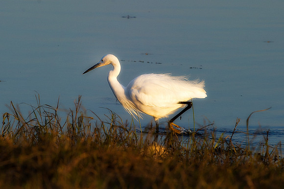 Africa, "little egret", beak, bird, bird, black, claws, colors, colors, details, ducks, eating, feathers, flying, forest, garden, hen, hunting, jungle, park, posing, predator, prey, resting, safari, s