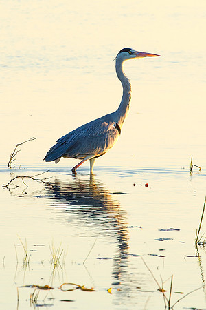 Africa, beak, bird, bird, black, claws, colors, colors, details, ducks, eating, feathers, flying, forest, garden, hen, hunting, jungle, "grey heron", park, posing, predator, prey, resting, safari, sav