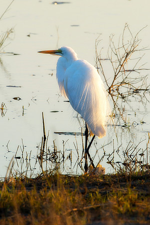 Africa, beak, bird, bird, black, claws, colors, colors, details, ducks, eating, feathers, flying, forest, garden, hen, hunting, jungle, "little egret", park, posing, predator, prey, resting, safari, s