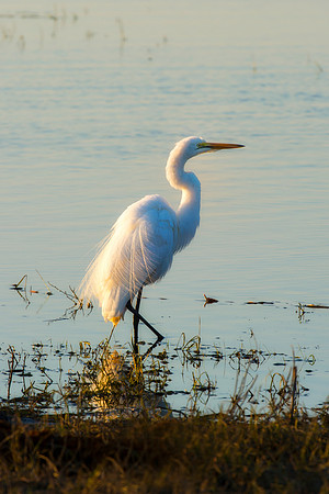 Africa, beak, bird, bird, black, claws, colors, colors, details, ducks, eating, feathers, flying, forest, garden, hen, hunting, jungle, "great White egret", park, posing, predator, prey, resting, safa