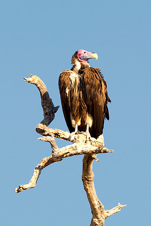 Africa, African, Botswana, Namibia, "South Africa", Zambia, Zimbabwe, Kenya, Tanzania, Mozambique, beak, bird, bird, colors, eye, feathers, fishing, flying, forest, nature, outdoor, park, resting, saf