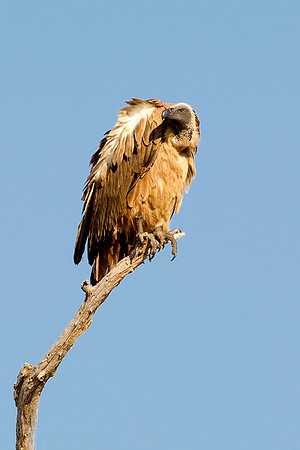 Africa, African, Botswana, Namibia, "South Africa", Zambia, Zimbabwe, Kenya, Tanzania, Mozambique, beak, bird, bird, colors, eye, feathers, fishing, flying, forest, nature, outdoor, park, resting, saf