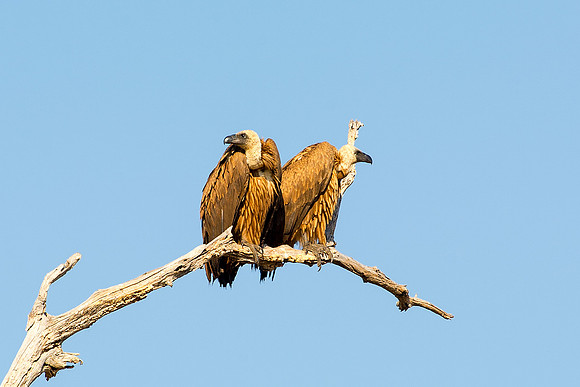 Africa, African, Botswana, Namibia, "South Africa", Zambia, Zimbabwe, Kenya, Tanzania, Mozambique, beak, bird, bird, colors, eye, feathers, fishing, flying, forest, nature, outdoor, park, resting, saf