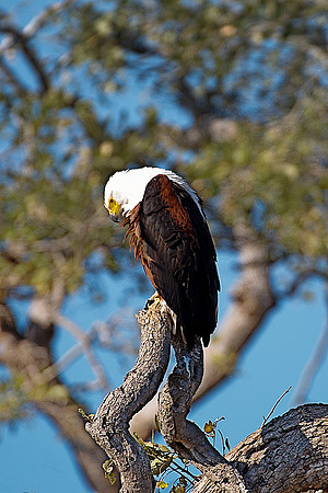 Africa, Africa, Botswana, Namibia, "South Africa", Zambia, Zimbabwe, attack, beak, branches, claws, colors, eagle, feathers, feathers, fish, fishing, fishing, hunting, lake, pond, predator, prey, rive