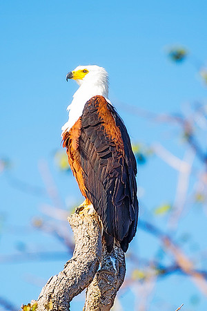 Africa, Africa, Botswana, Namibia, "South Africa", Zambia, Zimbabwe, attack, beak, branches, claws, colors, eagle, feathers, feathers, fish, fishing, fishing, hunting, lake, pond, predator, prey, rive