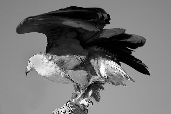 Africa, Africa, Botswana, Namibia, "South Africa", Zambia, Zimbabwe, attack, beak, branches, claws, colors, eagle, feathers, feathers, fish, fishing, fishing, hunting, lake, pond, predator, prey, rive