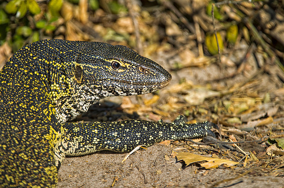 "big lizard", Africa, claws, climbing, colors, details, forest, insects, jaws, jungle, lake, leather, lizard, pond, reptile, river, skin, tail, tail, teeth, trees