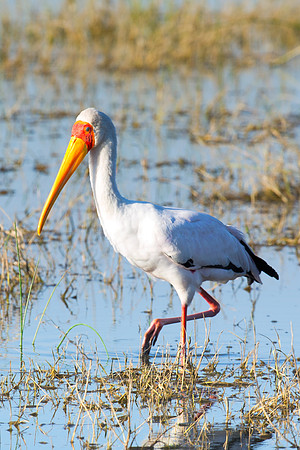 "Yellow Billed Stork", Africa, Tanzania, Kenya, Mozambique, "South Africa", Botswana, Namibia, Caprivi, Chobe, Savuti, Kenya, Tanzania, Beak, feathers, "long legs", fish, fishing, lake, rivers, swamps