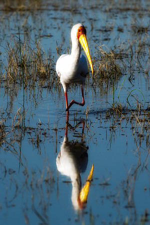 "Yellow Billed Stork", Africa, Tanzania, Kenya, Mozambique, "South Africa", Botswana, Namibia, Caprivi, Chobe, Savuti, Kenya, Tanzania, Beak, feathers, "long legs", fish, fishing, lake, rivers, swamps
