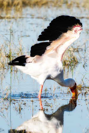 "Yellow Billed Stork", Africa, Tanzania, Kenya, Mozambique, "South Africa", Botswana, Namibia, Caprivi, Chobe, Savuti, Kenya, Tanzania, Beak, feathers, "long legs", fish, fishing, lake, rivers, swamps