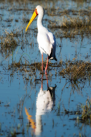 "Yellow Billed Stork", Africa, Tanzania, Kenya, Mozambique, "South Africa", Botswana, Namibia, Caprivi, Chobe, Savuti, Kenya, Tanzania, Beak, feathers, "long legs", fish, fishing, lake, rivers, swamps